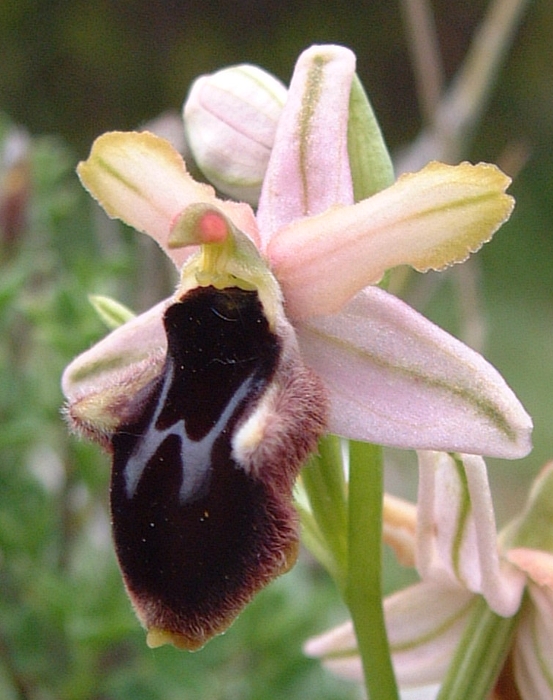 Ophrys promontorii